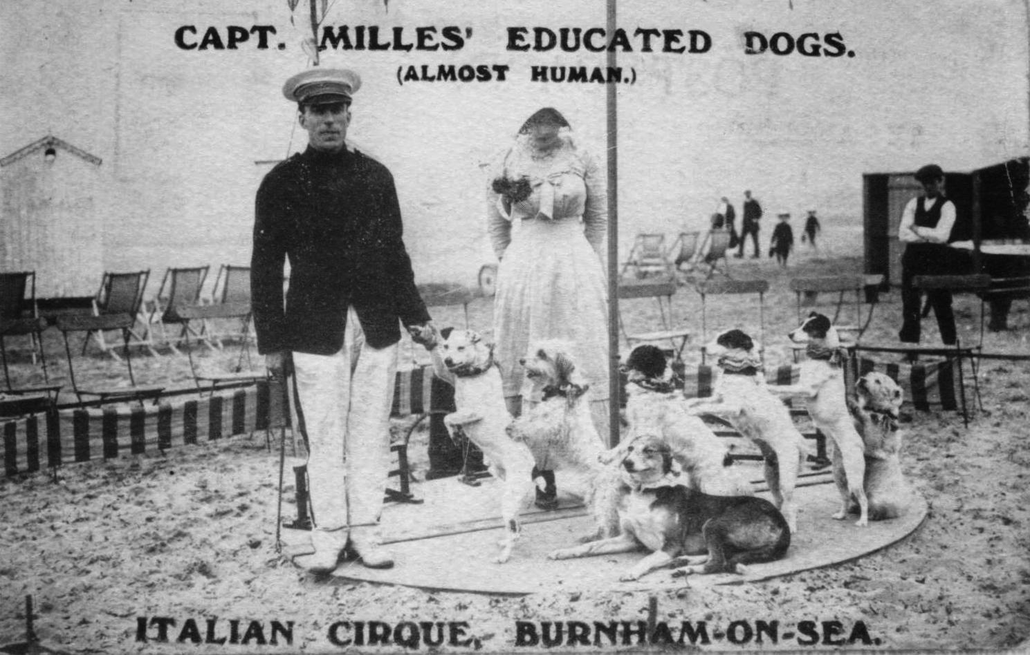 Capt Milles' Educated Dogs